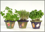 Aromatic Herbs (set of 20 plants)